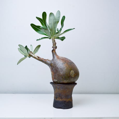 【PL】Pachypodium rosulatum var. gracilius / パキポディウム グラキリウス + 信楽焼 (微発根)
