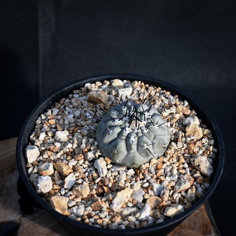 Copiapoa cinerea / コピアポア シネレア 黒王丸 【実生】