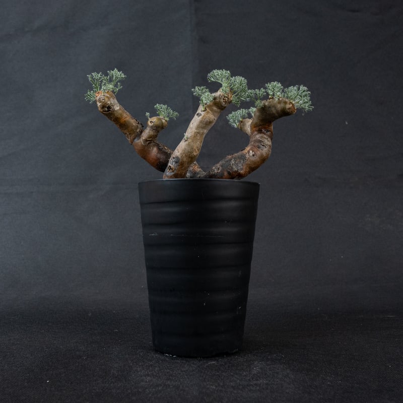 Monsonia multifida (Sarcocaulon multifidum) / Monsonia multifida (Sarcocaulon multifidum) /