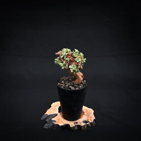 Ceraria pygmaea / ケラリア ピグマエア 【発根済】 [雌雄未判別]