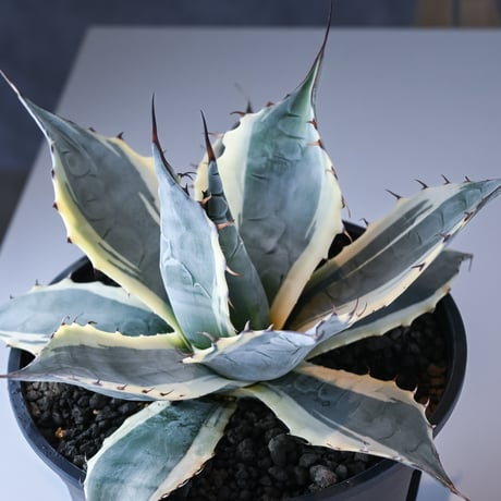Agave parrasana ' Fire ball ' / アガベ パラサナ ファイヤーボール (白覆輪)【発根済】