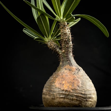 Pachypodium rosulatum var. gracilius / パキポディウム グラキリス 【微発根】