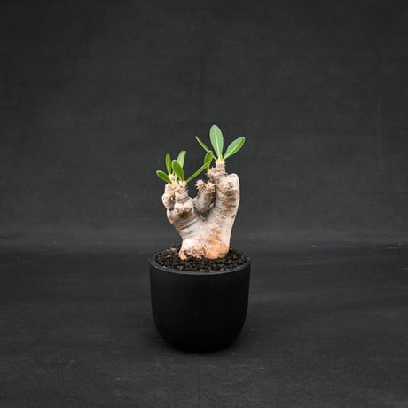 Pachypodium rosulatum var. brevicalyx / パキポディウム ブレビカリクス 【微発根】