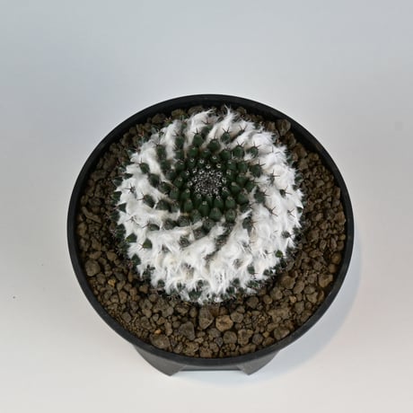 Mammillaria sempervivi v. caput-medusae  / マミラリア 景清 【自根】