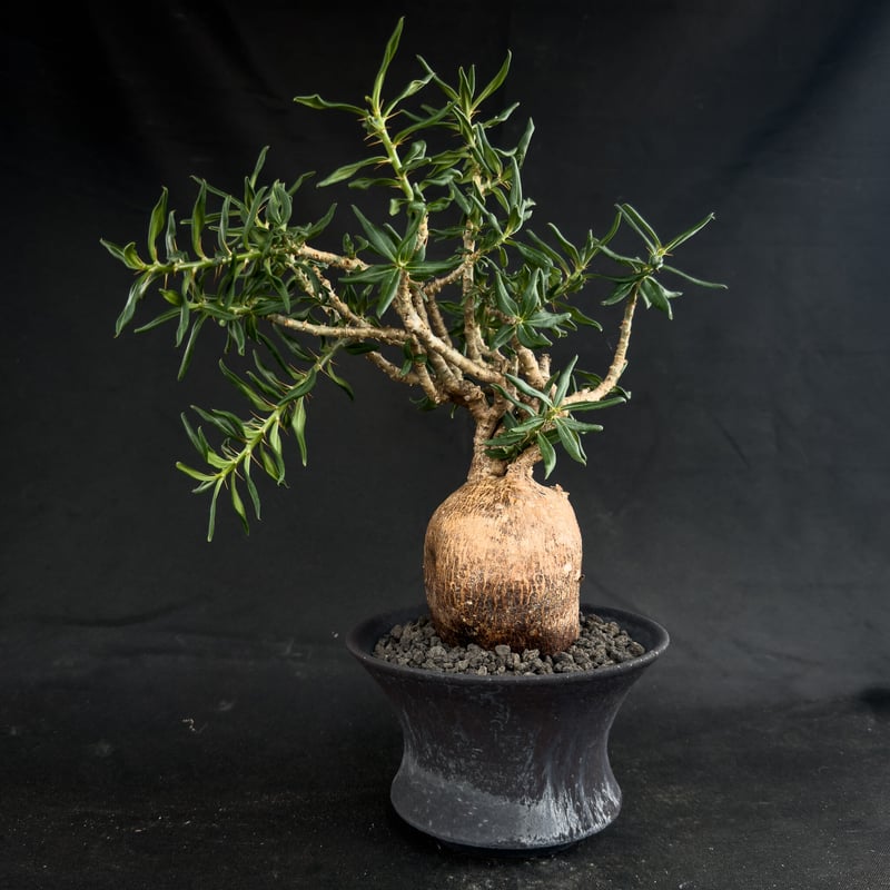 パキポディウム・ビスピノーサム Pachypodium bispinosum パキポディウム・ビスピノーサム Pachypodium bispinosum