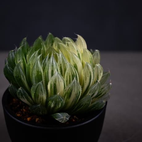 Haworthia cooperi 'Hanakocho' / ハオルチア オブツーサ 錦 花胡蝶