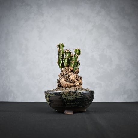 Euphorbia mlanjeana / ユーフォルビア ムランジーナ 【発根済】