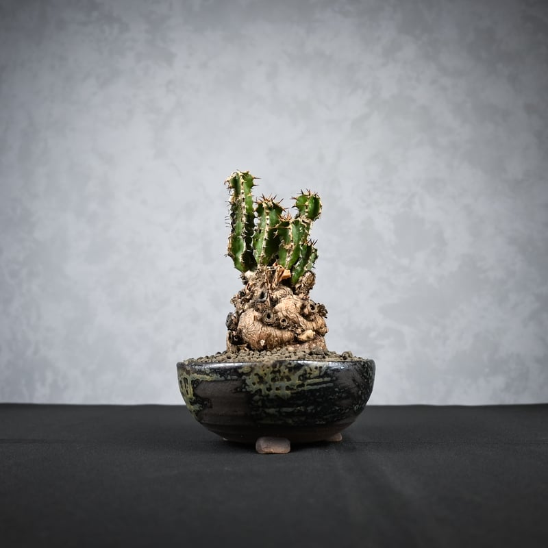 Euphorbia mlanjeana / ユーフォルビア ムランジーナ 【発根済】 | GR