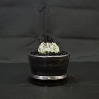 【Premium Line】Copiapoa cinerea / コピアポア シネレア 黒王丸 【実生】+ MANGAN