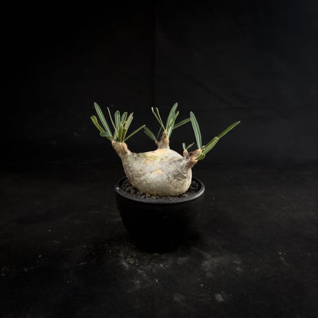 Pachypodium rosulatum var. gracilius / パキポディウム グラキリス 【微発根】