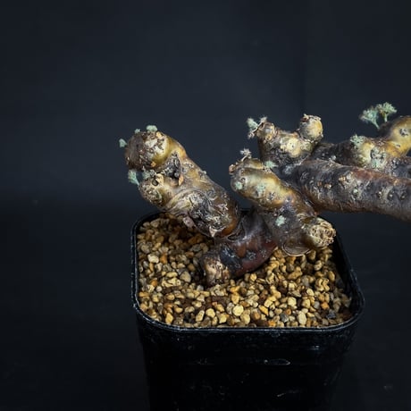 Monsonia multifida  (Sarcocaulon multifidum) / モンソニア ムルチフィダ (サルコカウロン ムルチフィズム)[微発根]