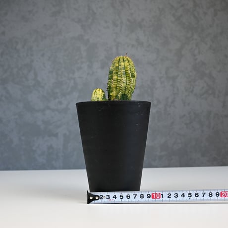 Euphorbia obesa hyb ’ Bonten ’ variegated / ユーフォルビア オベサ 丹天 錦 斑入り 【発根済】