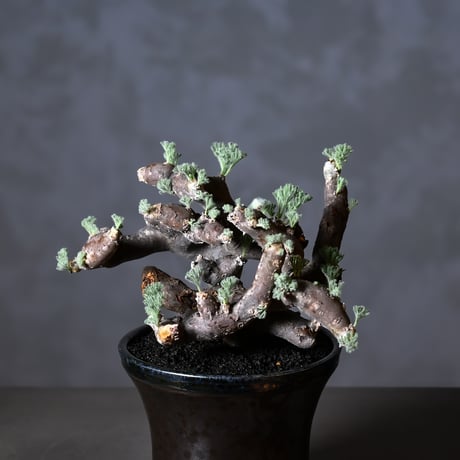 Monsonia multifida  (Sarcocaulon multifidum) / モンソニア ムルチフィダ (サルコカウロン ムルチフィズム) 【発根済】+ 鉢 : 後藤 瑞葉 氏