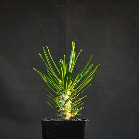 Pachypodium ambongense / パキポディウム アンボンゲンセ 【実生】