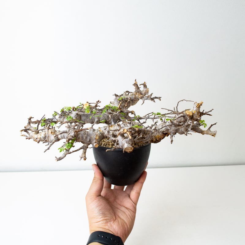 Commiphora sp. somalia eyl / コミフォラ エイル (微発根) |