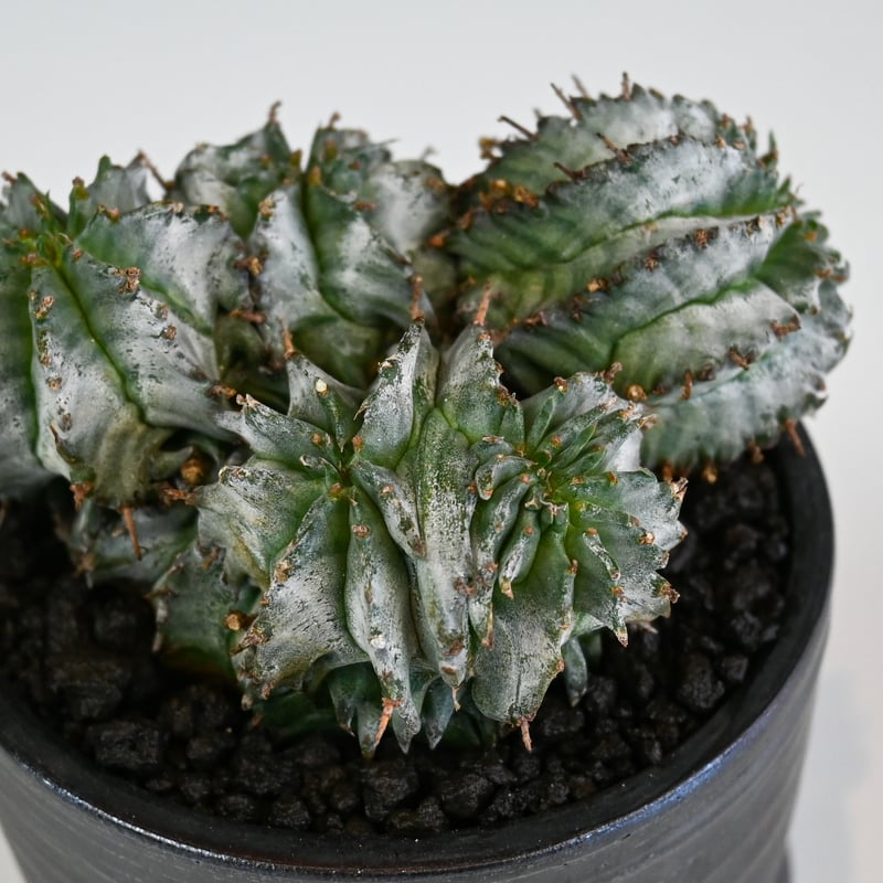 Euphorbia horrida f. monstrosa cristata / ユーフォル