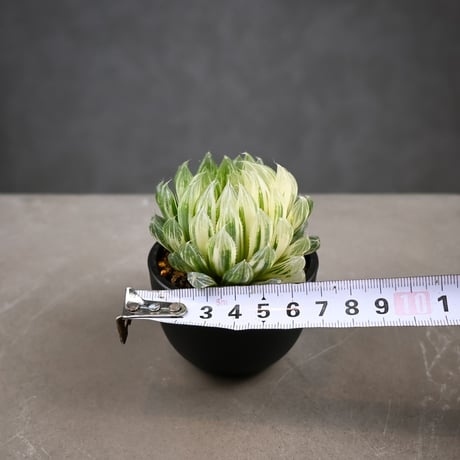 Haworthia cooperi 'Hanakocho' / ハオルチア オブツーサ 錦 花胡蝶