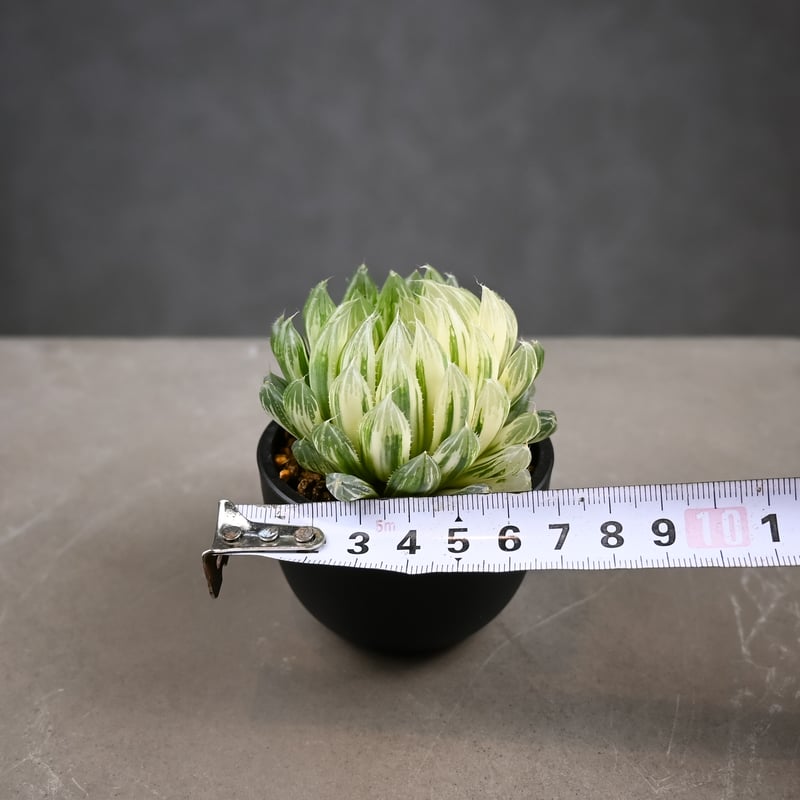 Haworthia cooperi 'Hanakocho' / ハオルチア オブツーサ 錦 花