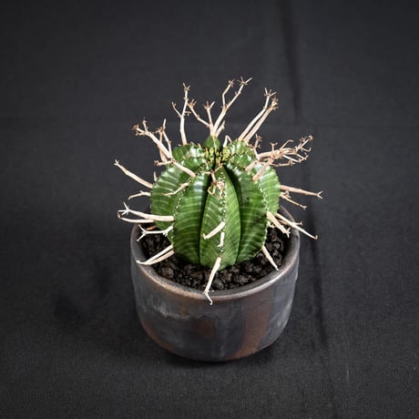 Euphorbia meloformis spp. Super Valida / ユーフォルビア スーパーバリダ 【雌株】【高木実生】 + 信楽焼