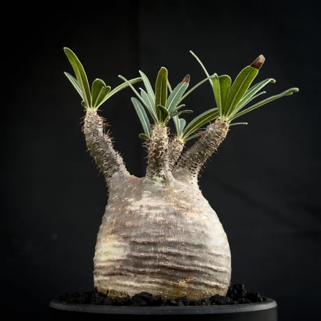 Pachypodium rosulatum var. gracilius / パキポディウム グラキリス 【微発根】