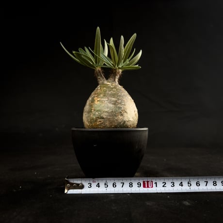Pachypodium rosulatum var. gracilius / パキポディウム グラキリス 【微発根】