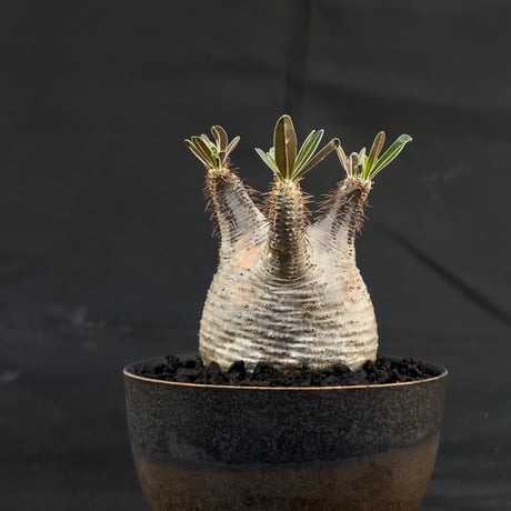 【Premium Line】 Pachypodium rosulatum var. gracilius / パキポディウム グラキリス 【微発根】+ 常滑鉢
