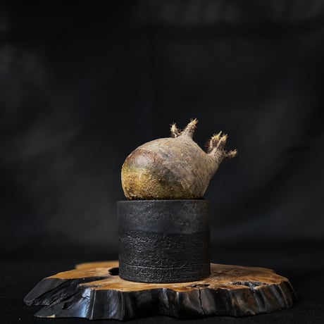 Pachypodium rosulatum var. gracilius / パキポディウム グラキリス 【微発根】