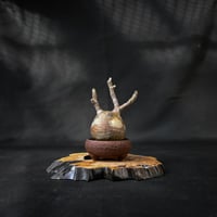 Pachypodium rosulatum var. gracilius / パキポディウム グラキリス 【微発根】