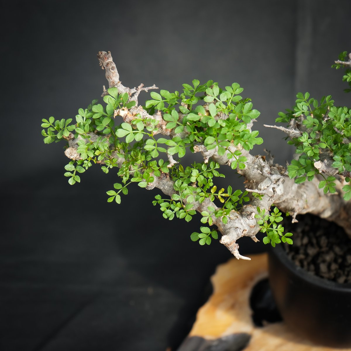 般*若様 CE12 コミフォラ エイル Commiphora sp.Ely 緑肌