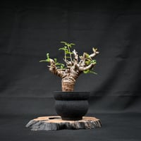 Boswellia neglecta / ボスウェリア ネグレクタ 【発根済】 +  信楽焼