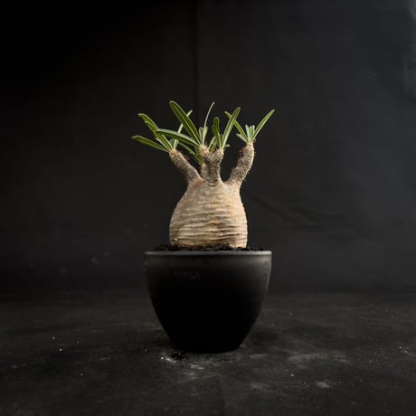 Pachypodium rosulatum var. gracilius / パキポディウム グラキリス 【微発根】