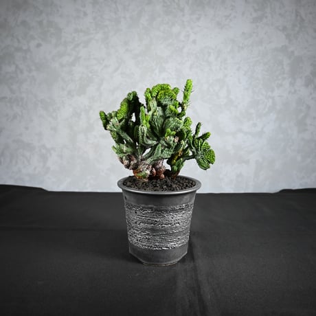 Euphorbia enopla f. monstruosa  / ユーフォルビア エノプラ 綴化 【実生】 + 信楽焼