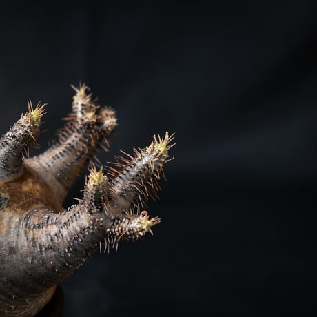 Pachypodium rosulatum var. gracilius / パキポディウム グラキリス 【微発根】