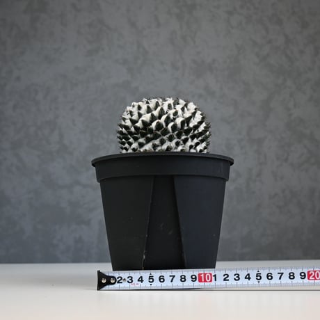 Mammillaria sempervivi v. caput-medusae  / マミラリア 景清 【自根】