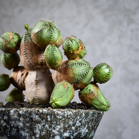 Euphorbia obesa hyb ( obesa x pseudoglobosa )/ ユーフォルビア オベサ ハイブリッド (オベサ x プセウドグロボーサ) 【実生】 + 信楽焼