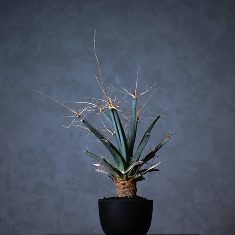 Leuchtenbergia principis / レウクテンゲルギア プリンキピス 晃山【実生】
