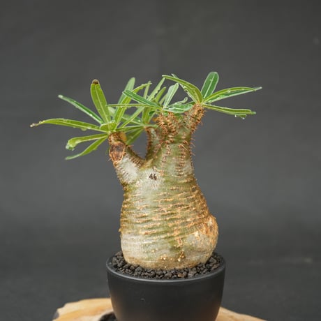 Pachypodium rosulatum var. gracilius / パキポディウム グラキリス 【発根済】
