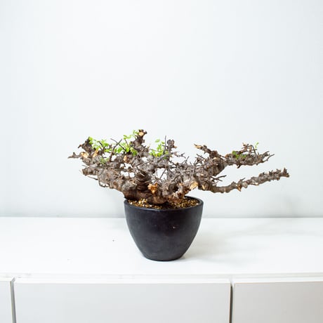 【特大】Commiphora sp. somalia eyl / コミフォラ エイル (微発根)