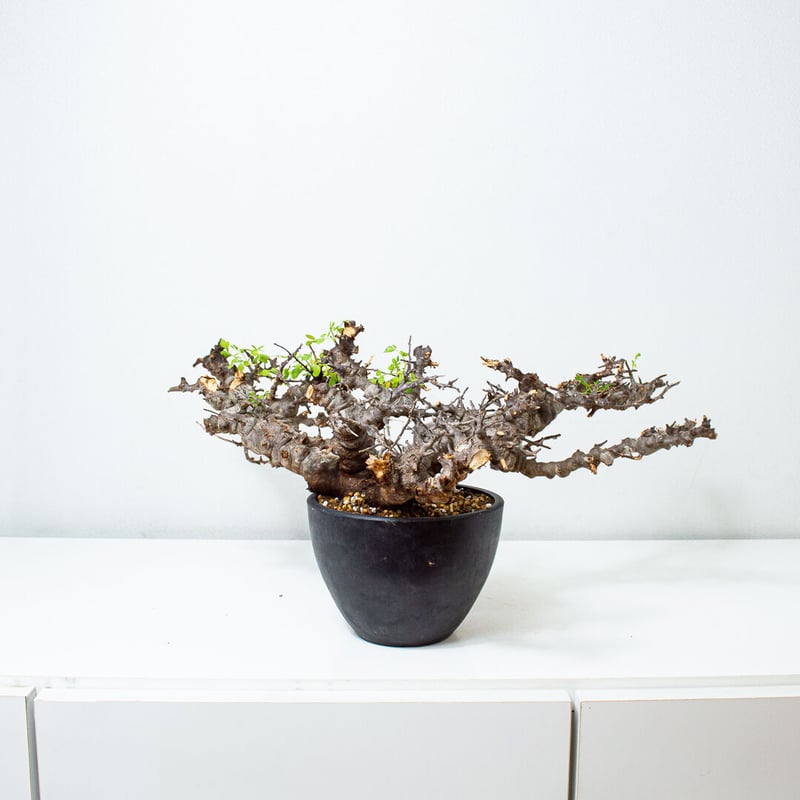 特大】Commiphora sp. somalia eyl / コミフォラ エイル (微発根