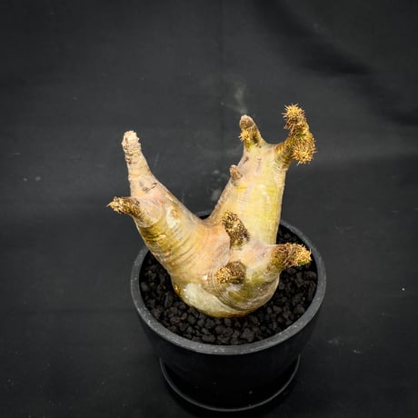 Pachypodium rosulatum var. makayense  / パキポディウム マカイエンセ 【微発根】