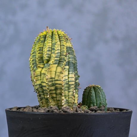 Euphorbia obesa hyb ’ Bonten ’ variegated / ユーフォルビア オベサ 丹天 錦 斑入り 【発根済】