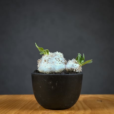 Pachypodium ' Densicaule ' / パキポディウム デンシカウレ 恵比寿大黒 (恵比須大黒)【実生】