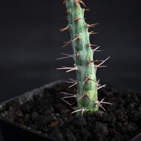 Euphorbia horwoodii / ユーフォルビア ホルウッディ 【挿木】