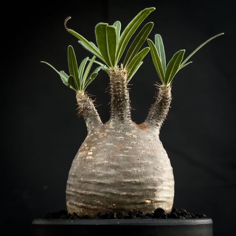 Pachypodium rosulatum var. gracilius / パキポディウム グラキリス 【微発根】