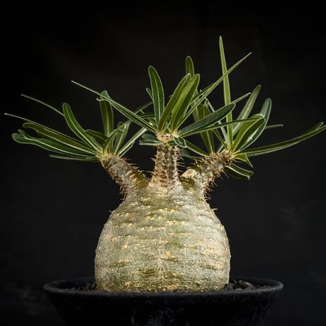 【Premium Line】 Pachypodium rosulatum var. gracilius / パキポディウム グラキリス 【微発根】+ 黒鉄【KUROGANE】