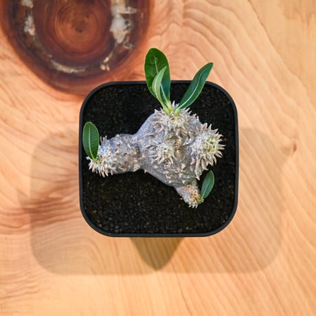 Pachypodium ' Densicaule ' / パキポディウム デンシカウレ 恵比寿大黒 (恵比須大黒)【微発根】
