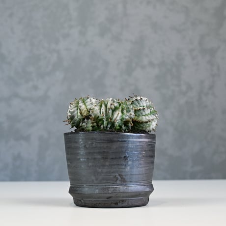Euphorbia horrida f. monstrosa cristata / ユーフォルビア ホリダ 石化 綴化 (クリスタータ)【実生】+ 信楽焼