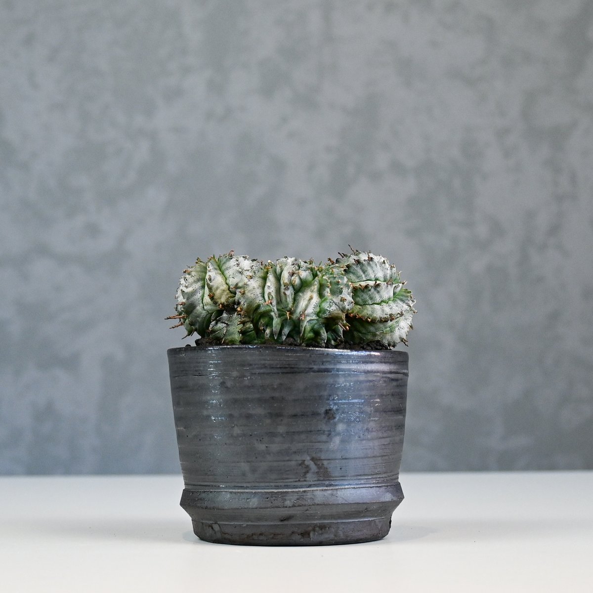Euphorbia horrida f. monstrosa cristata / ユーフォル