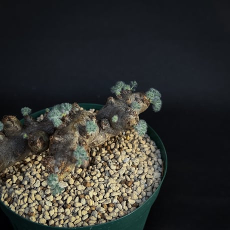 Monsonia multifida  (Sarcocaulon multifidum) / モンソニア ムルチフィダ (サルコカウロン ムルチフィズム)[微発根]