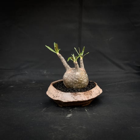 【Premium Line】 Pachypodium rosulatum var. gracilius / パキポディウム グラキリス 【微発根】+ 信楽焼